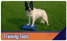 dog agility training tools