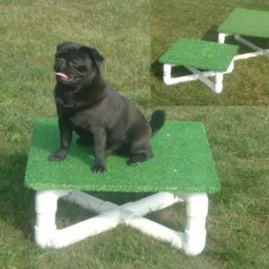 Small Dog Agility Pause Table To Improve Training and Coordination