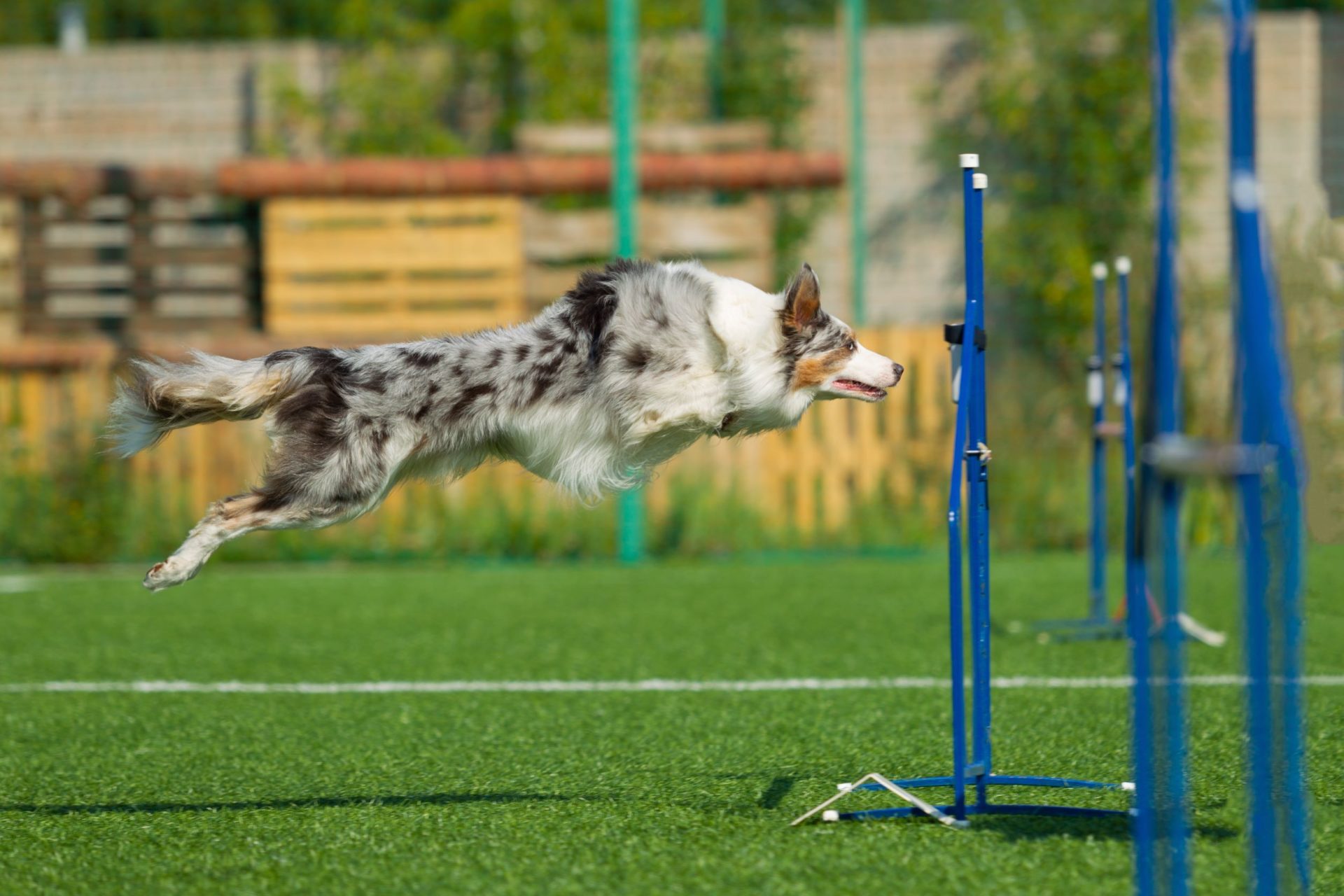 how-to-design-an-obstacle-course-for-dogs