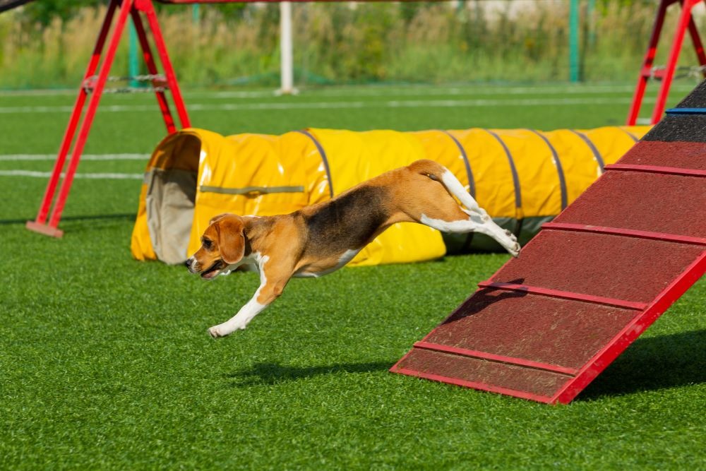 dog agility a-frame