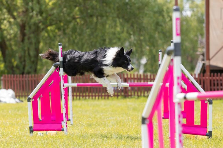 agility jumps for dogs