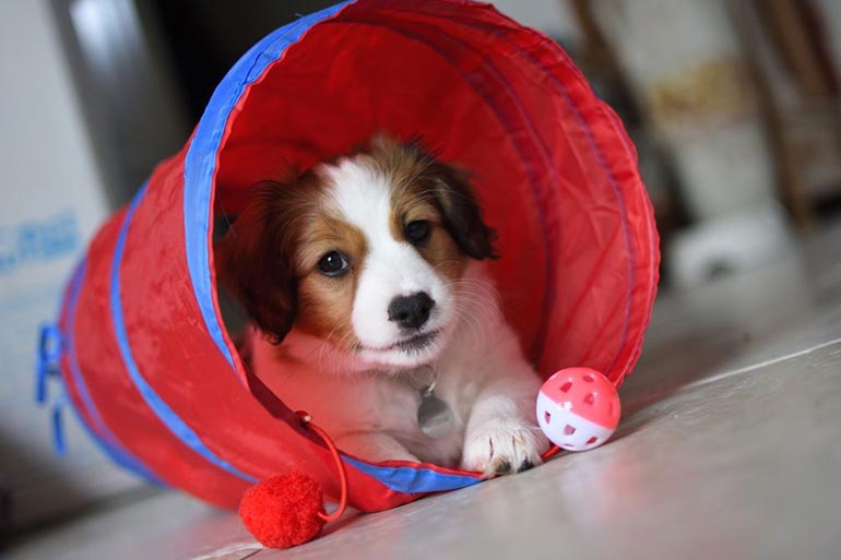 https://carlson-agility.com/wordpress/wp-content/uploads/2023/07/dog-playing-in-tunnel.jpg