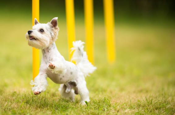 small dog running through obstacle course