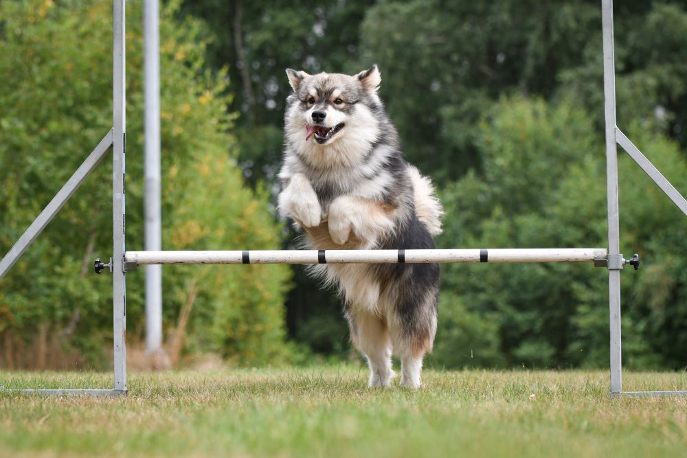 dog jumping over agility equipment