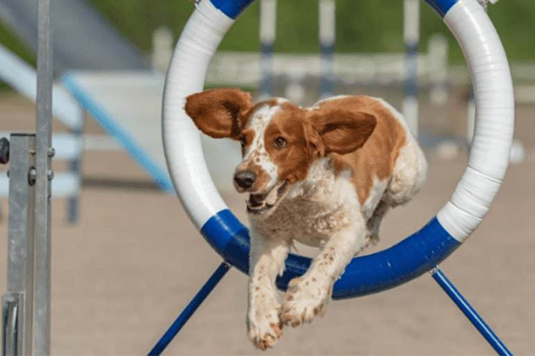 photo of a dog doing an agility jump
