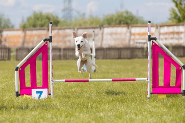 dog jumping over agility jump obstacle