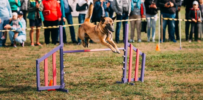 dog jumping over agility training obstacle