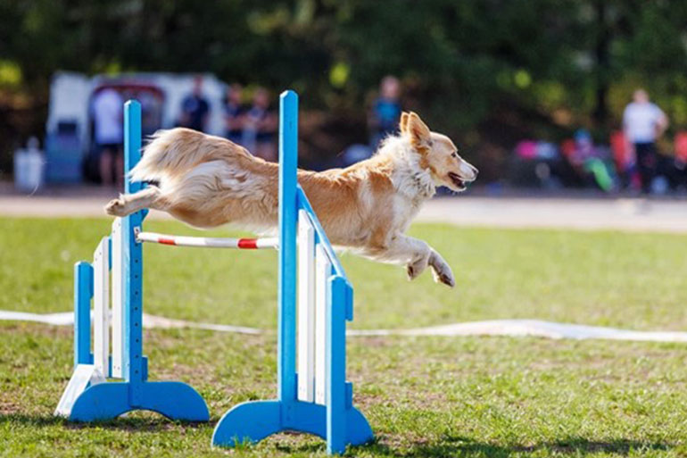 dog agility jumps