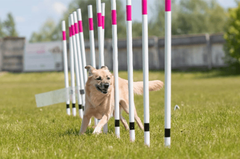 dog weave poles