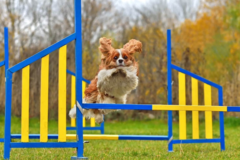 dog jumping over a blue and yellow obstacle