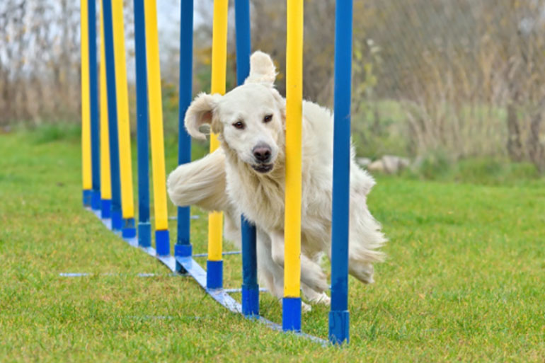 Dog Agility Training Mistakes