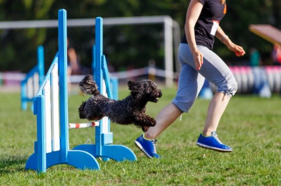 clean run in agility