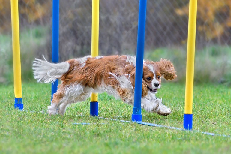 dog energetically runs through a series of vertical poles