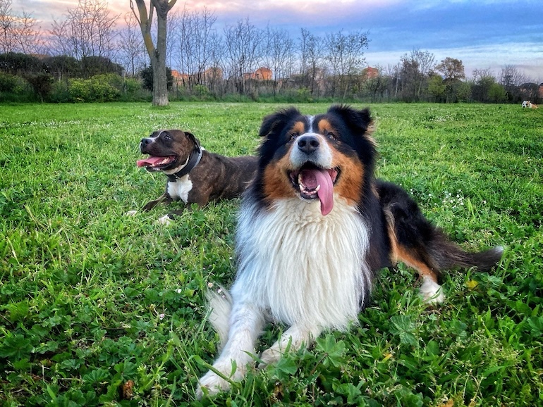 Two dogs sitting in green grass