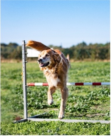 golden retriever jumping over a hurdle