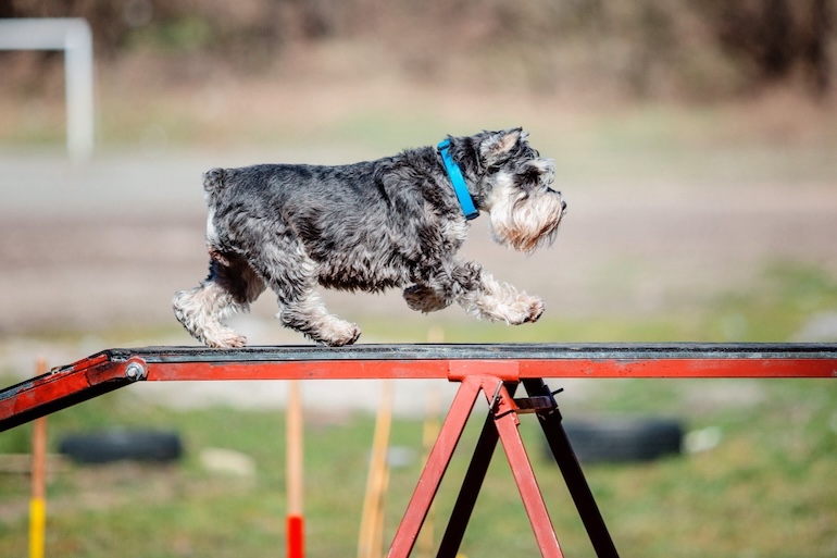 small dog leaps over a red and black ramp